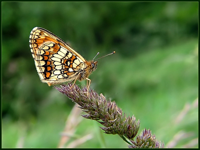 Przeplatka atalia