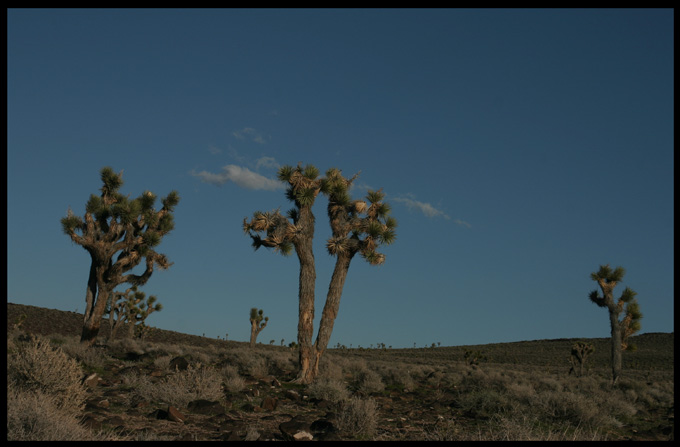 Joshua tree