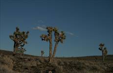 Joshua tree