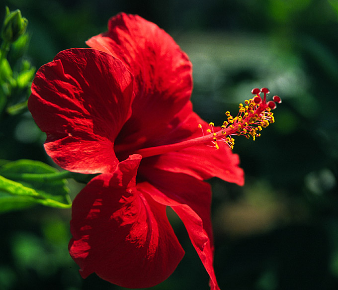 Hibiskus