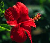 Hibiskus