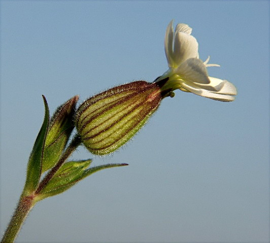 15-SILENE LATIFOLIA bniec biały