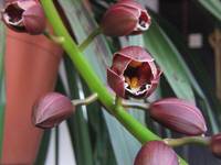 Cymbidium