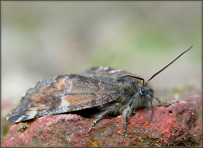 Bęsica brzezinówka (Archiearis parthenias) rozp. Cerdo