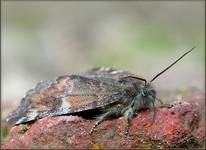 Bęsica brzezinówka (Archiearis parthenias) rozp. Cerdo