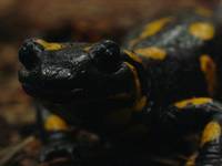 Salamandra