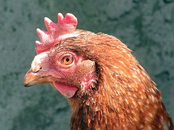 gallus gallus domesticus