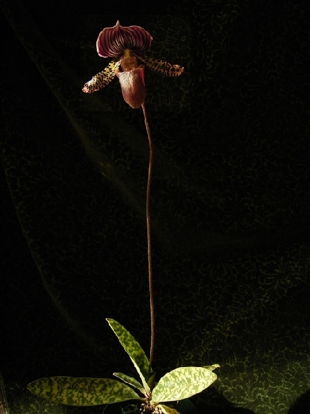 Paphiopedilum Maudiae &#039Coloratum&#039