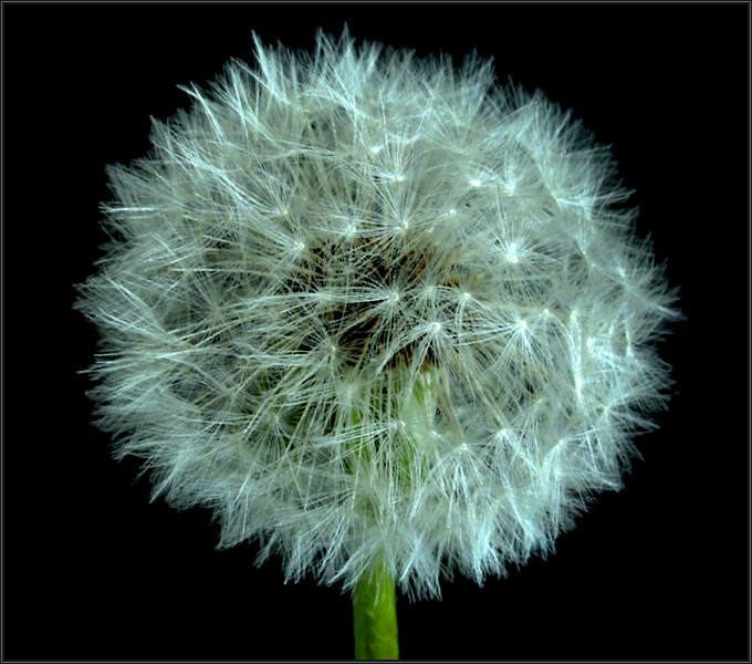 dandelion