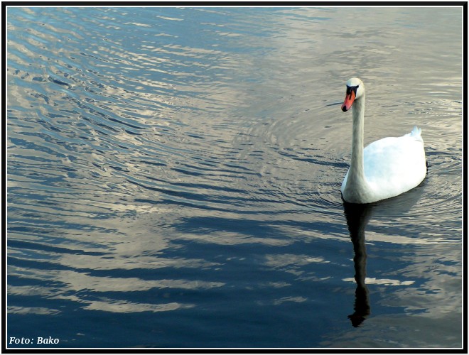 łabędź