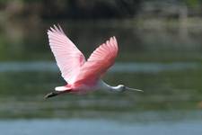 Spoonbill