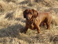 My dog