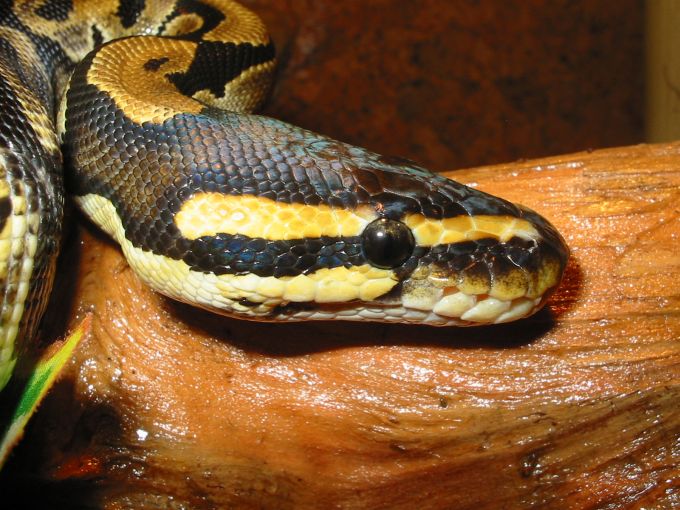 python regius