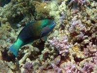 Bullethead parrotfish - Scarus sordidus