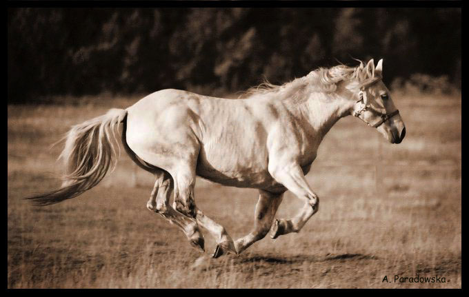 Nie był to już galop, nie cwał ...