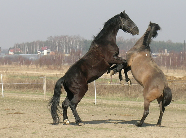 brudasów wiosenne potyczki