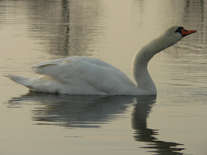 łabędź