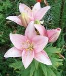 Lilium Candidum