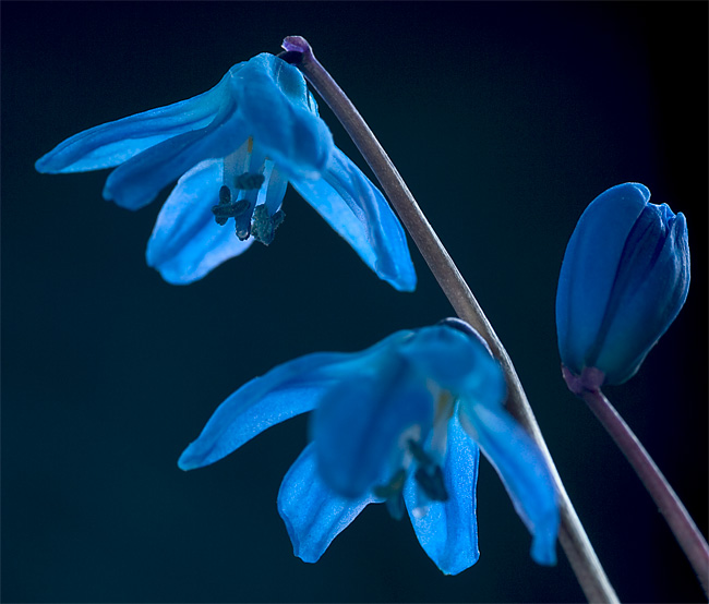 Scilla sibirica