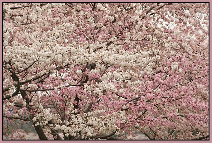 nationalcherryblossomfestival.org