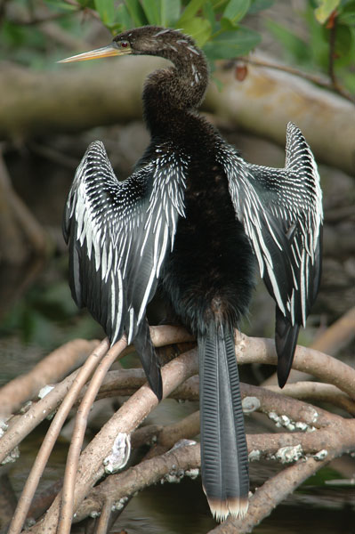 Anhinga