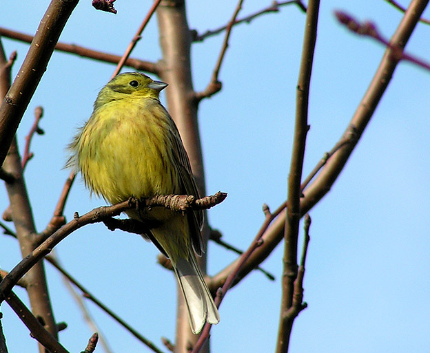 Żółty wróbelek - reaktywacja