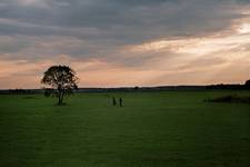 Trees in the city