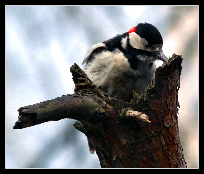 Woodpecker