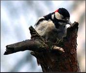 Woodpecker