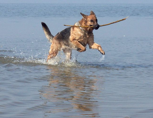 Wega na plaży