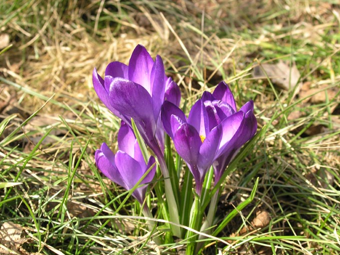 krokus