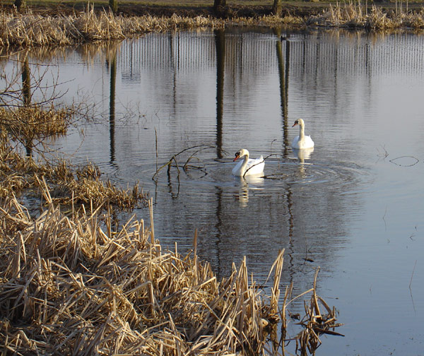 łabędzie