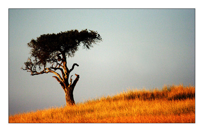 Masai Mara, Afryka