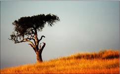 Masai Mara, Afryka