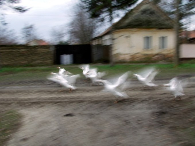 Gooses flaying to heaven