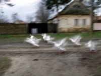 Gooses flaying to heaven