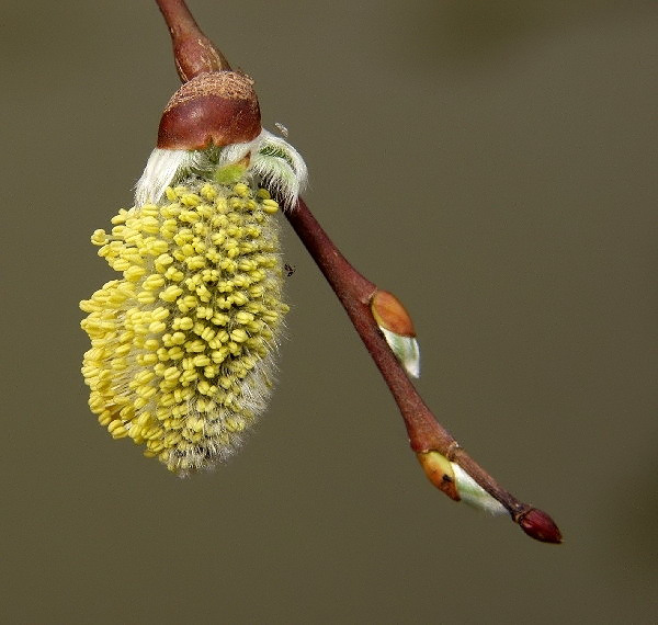 17-SALIX CAPREA "PENDULA" wierzba iwa odm. zwisła