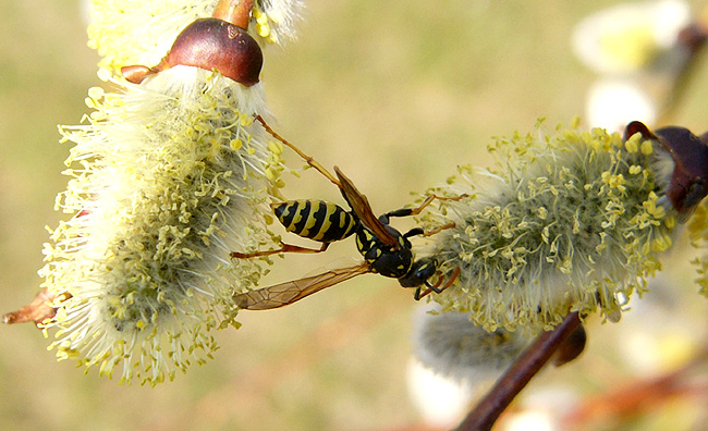 Akrobacje naturalne