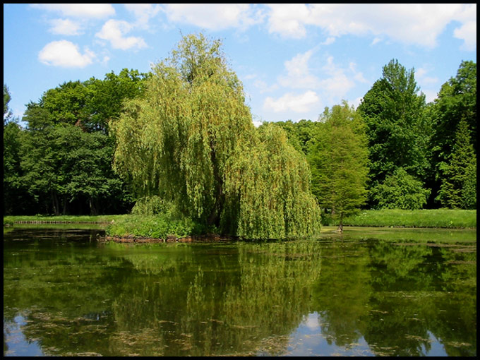 Wierzba wiosną