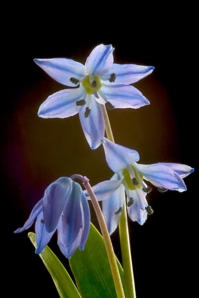 Scilla sibirica