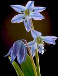 Scilla sibirica