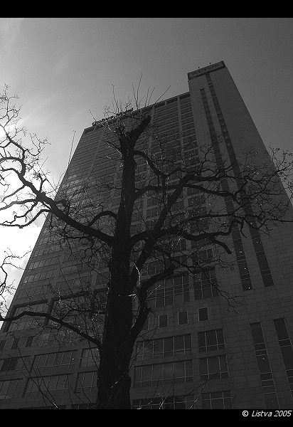 city&tree