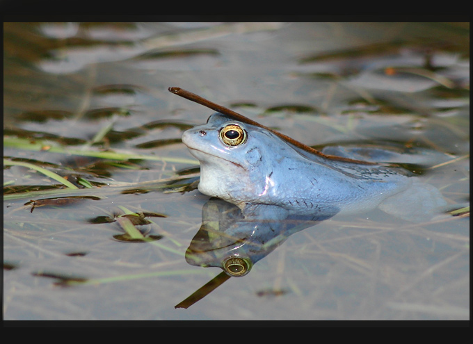 Ninja Frog