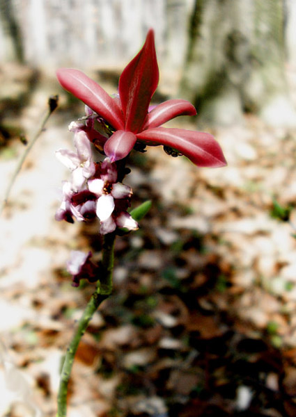 Daphne mezereum troche inaczej