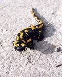 Salamandra na spacerze.