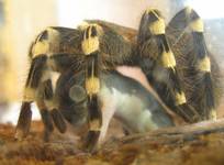 Acanthoscurria brocklehurstii