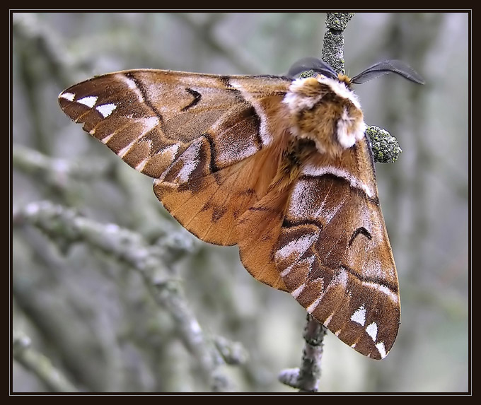 Endromis versicolora