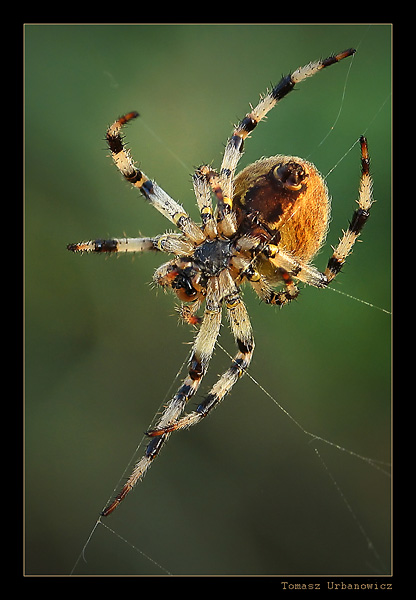 Krzyżak ogrodowy (Areneus diadematus)