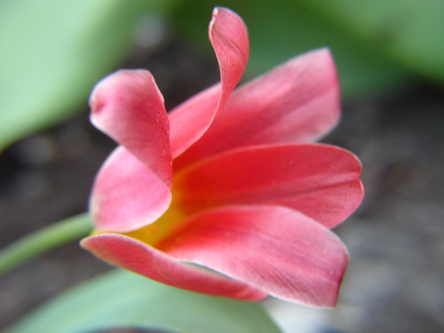 Tulipanik