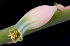 Gasteria ellaphiae